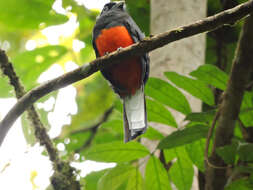 Image of Trogon Brisson 1760