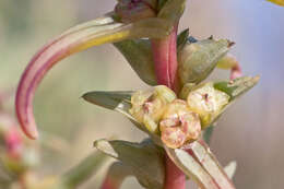 Image of Saltwort