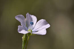 Image of pale flax