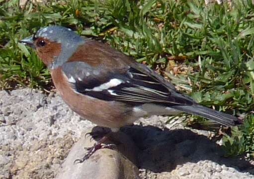 Image of Fringilla Linnaeus 1758