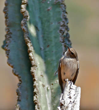 Image of Muscicapa Brisson 1760