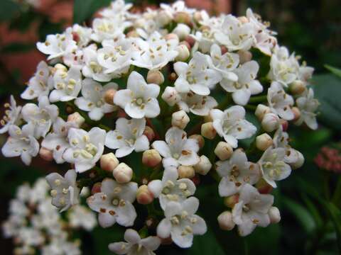 Image of Guelder Rose