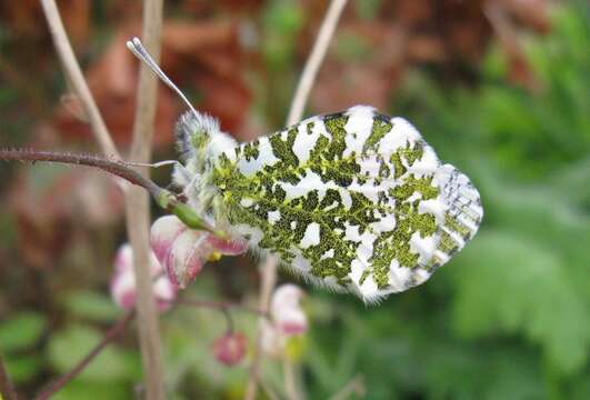 Image of orange tip