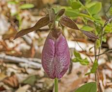 Слика од Cypripedium