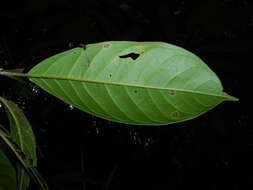 Image of Pleurothyrium golfodulcense W. Burger & N. Zamora