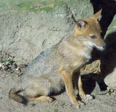 Image of golden jackal