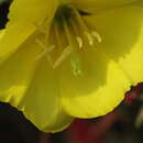 Image of Oenothera fallax Renner