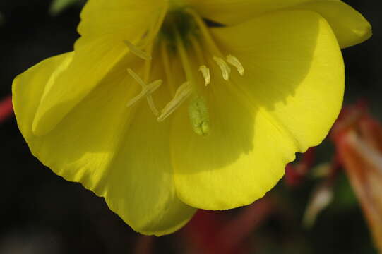 Слика од Oenothera fallax Renner