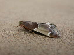 Image of Meal Moth