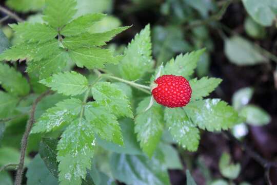 Imagem de Rubus rosifolius var. rosifolius