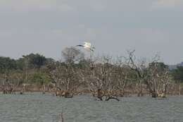 Image of Black-necked Stork