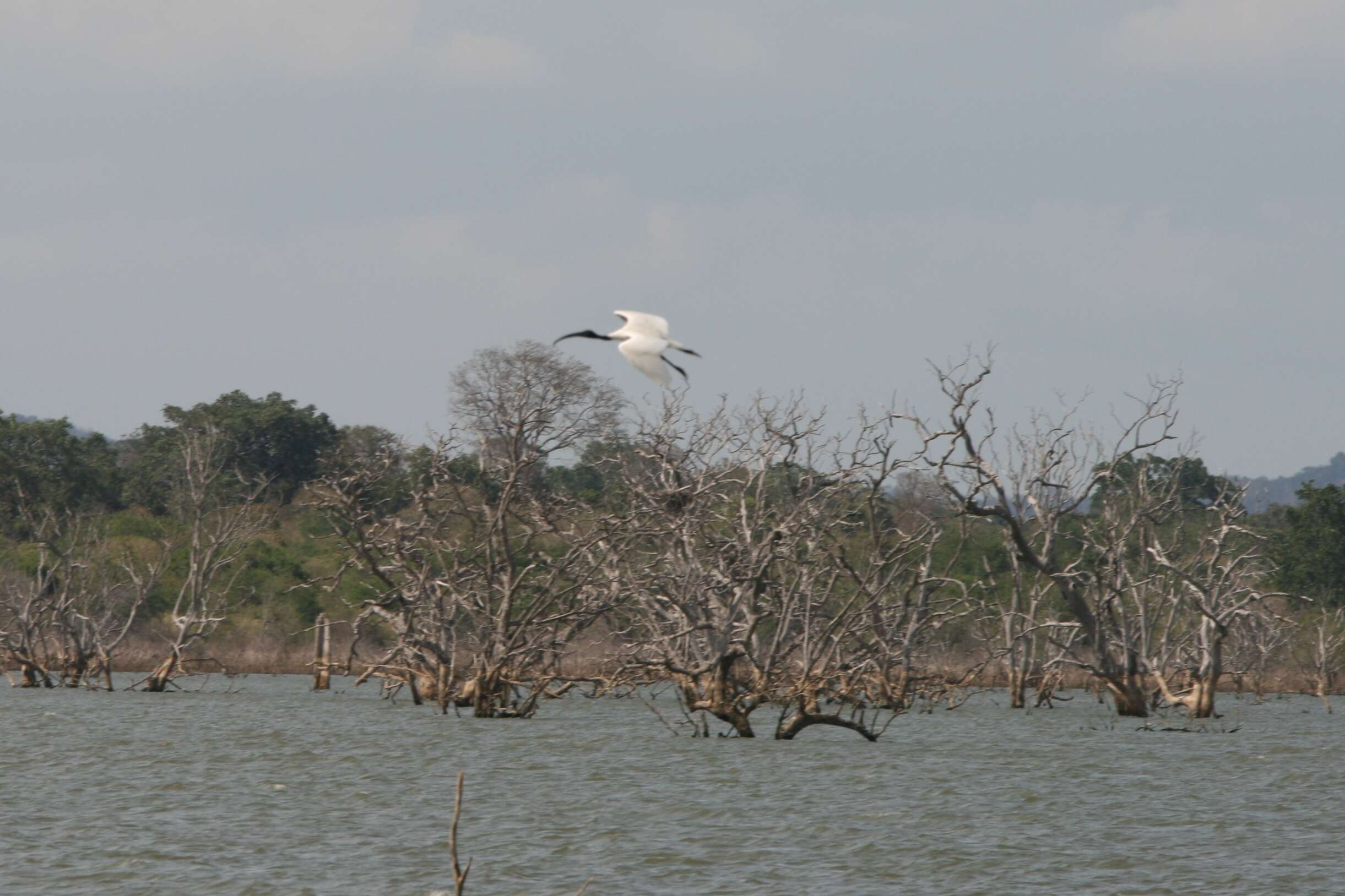 Image of Black-necked Stork