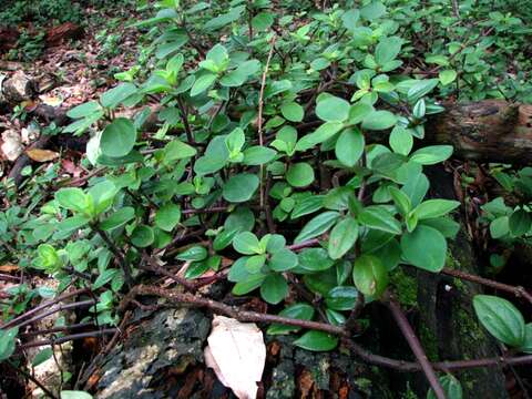 Image of arid-land peperomia