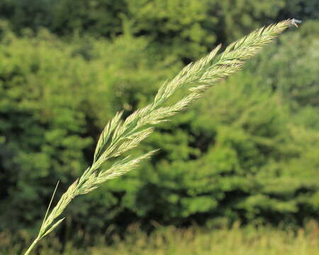 Imagem de Calamagrostis epigejos (L.) Roth