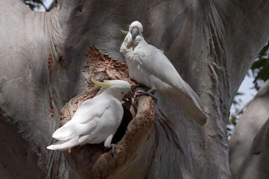 Image of Sulphur-crested Cockatoo