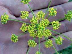 Imagem de Cymopterus lemmonii (J. M. Coult. & Rose) Dorn