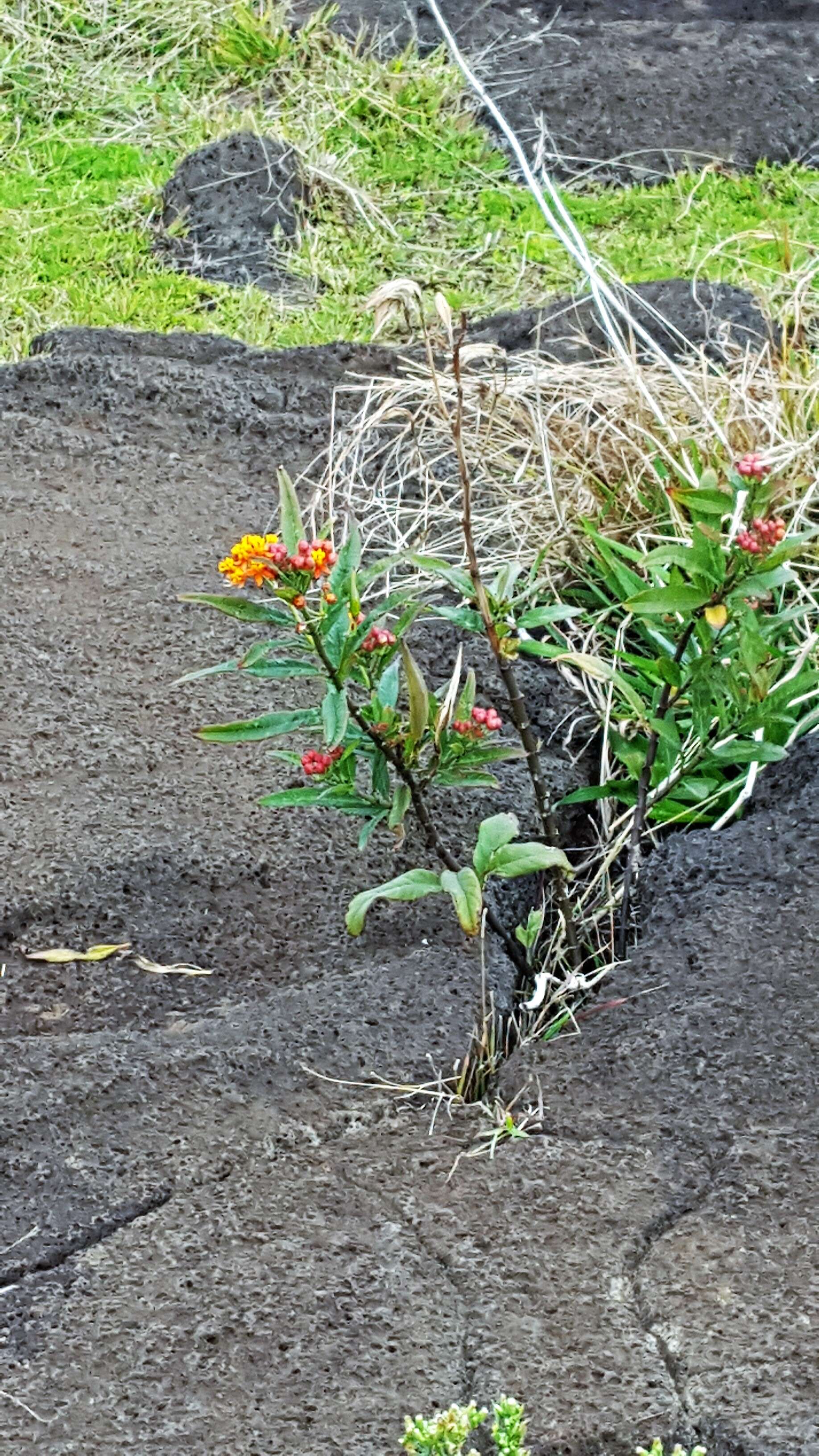 Imagem de Asclepias curassavica L.