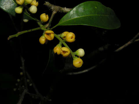 Plancia ëd Meliosma grandiflora Morton ex A. H. Gentry