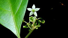 Image of Solanum bahianum S. Knapp