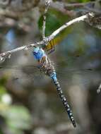 Image of Blue-eyed Darner