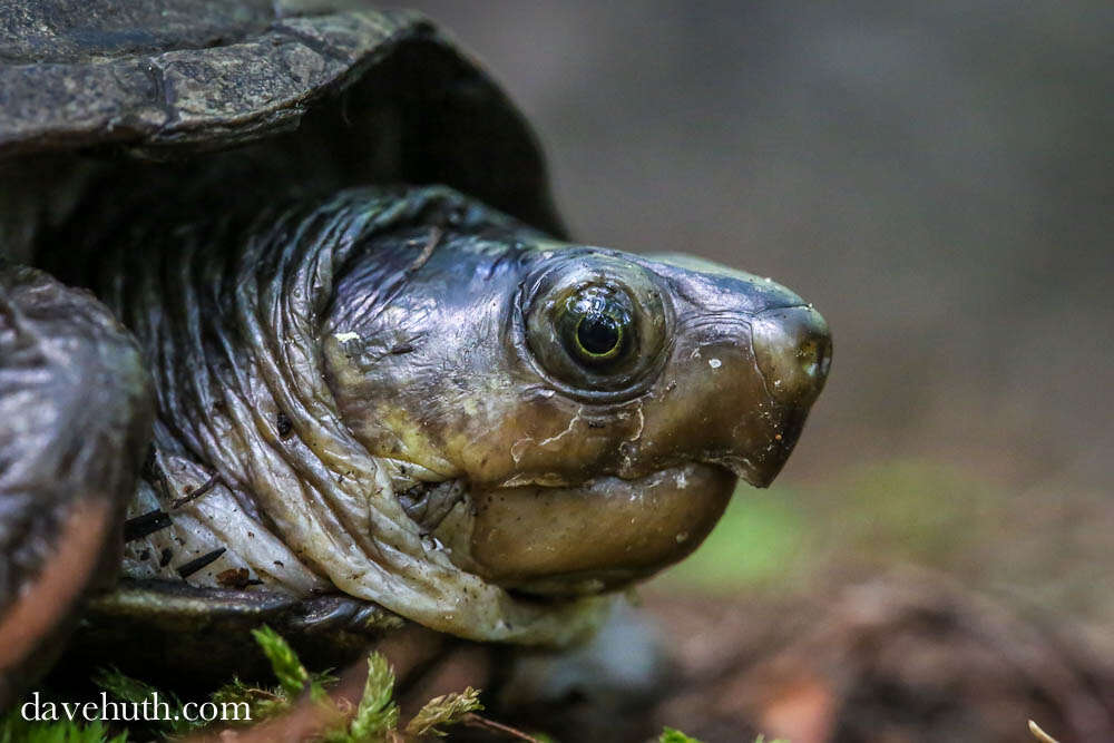 Image of Common Mud Turtle