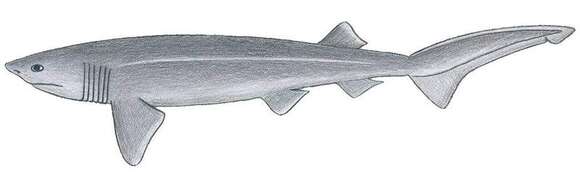 Image of Bluntnose Sixgill Shark