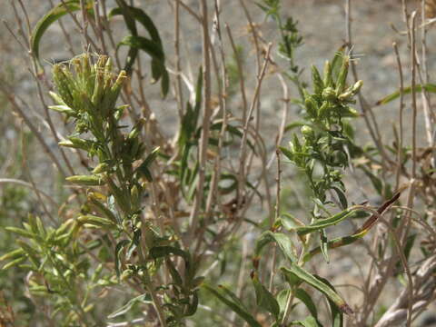 Image of longleaf brickellbush