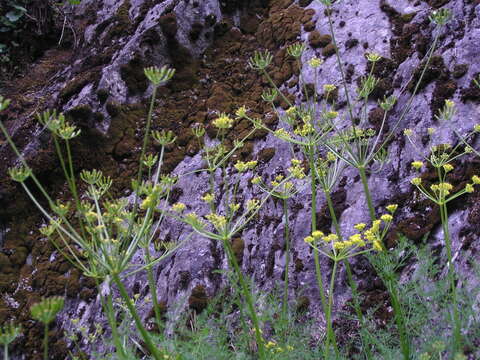 Image of Brunsfeld's desertparsley