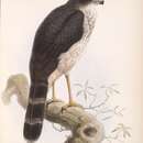 Image of Slaty-backed Forest Falcon