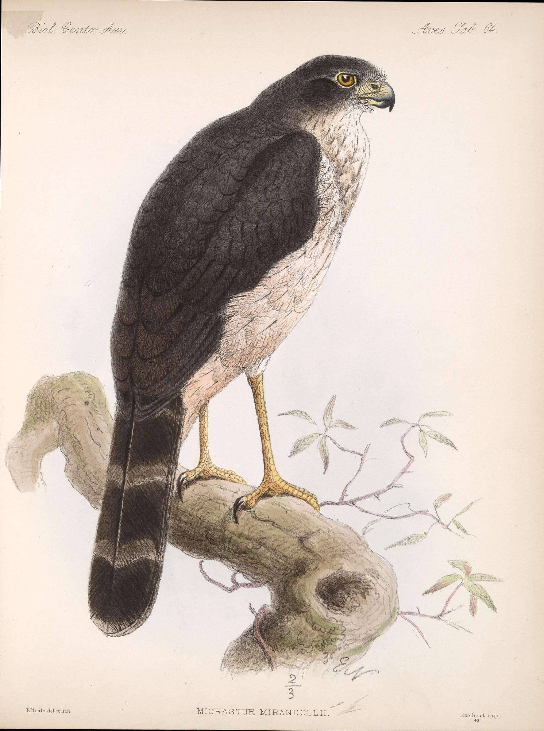 A list of the diurnal birds of prey - Biodiversity Heritage Library