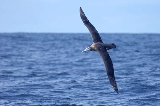 Image de Albatros hurleur