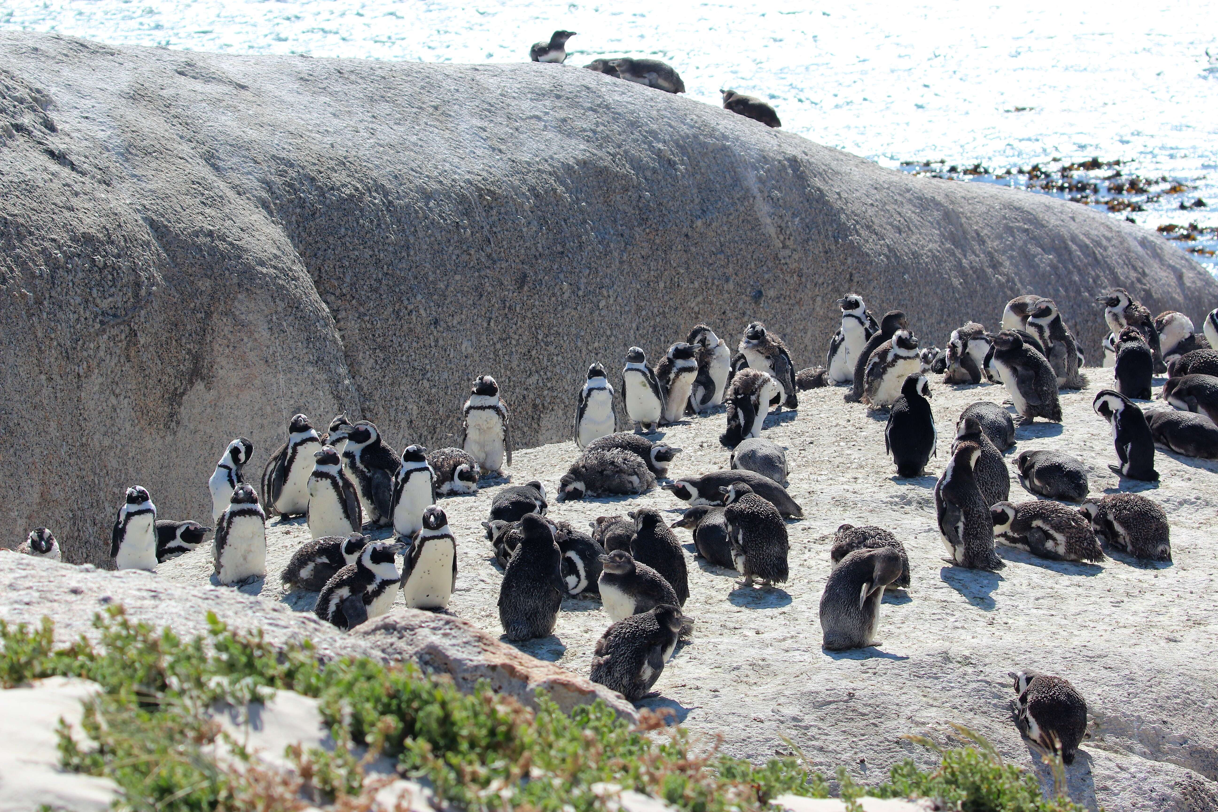 Image de Manchot du Cap