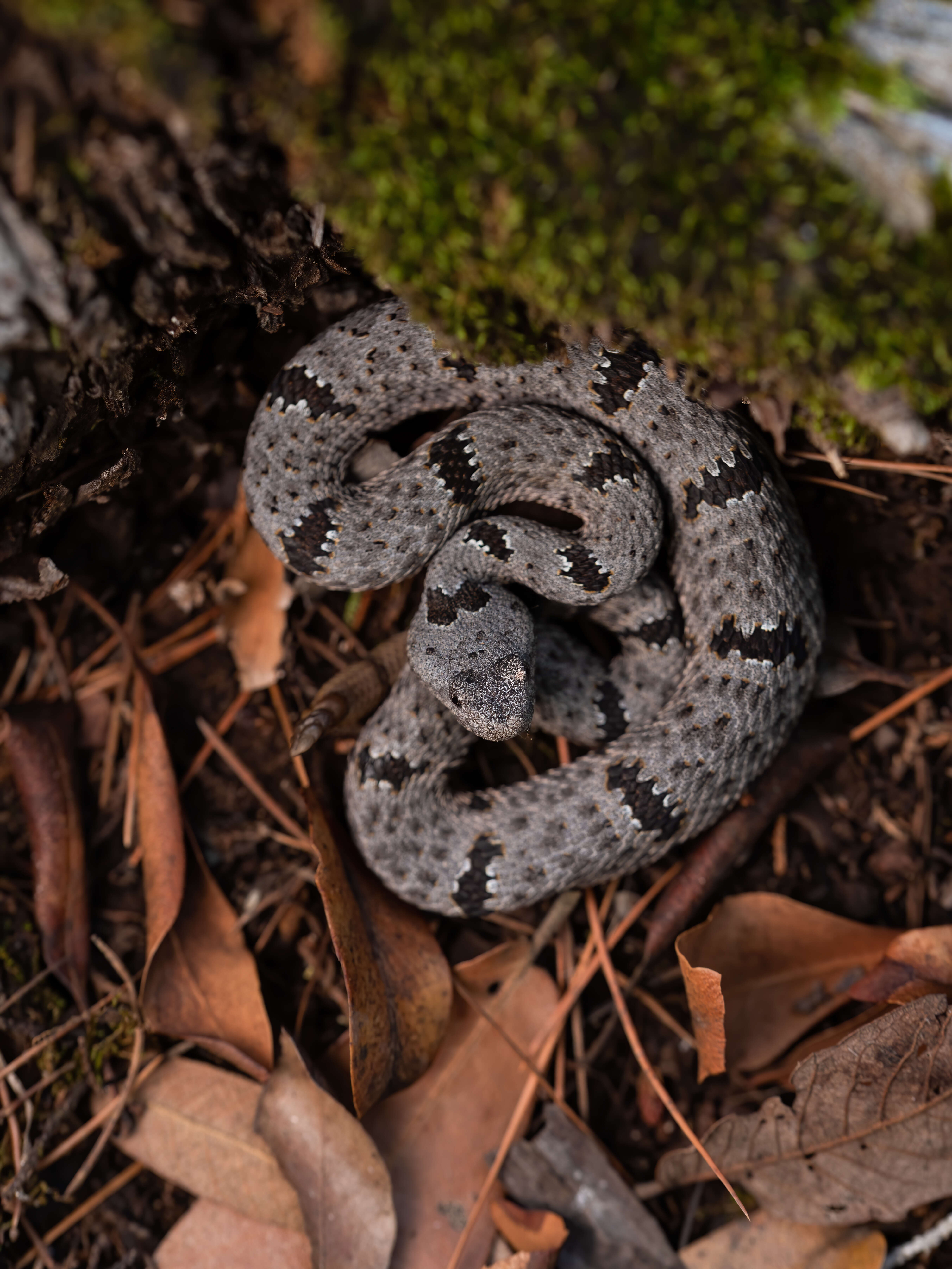 Crotalus lepidus klauberi Gloyd 1936 resmi