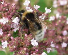 Image of Bumblebees