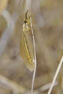 Image of Myrmecaelurus