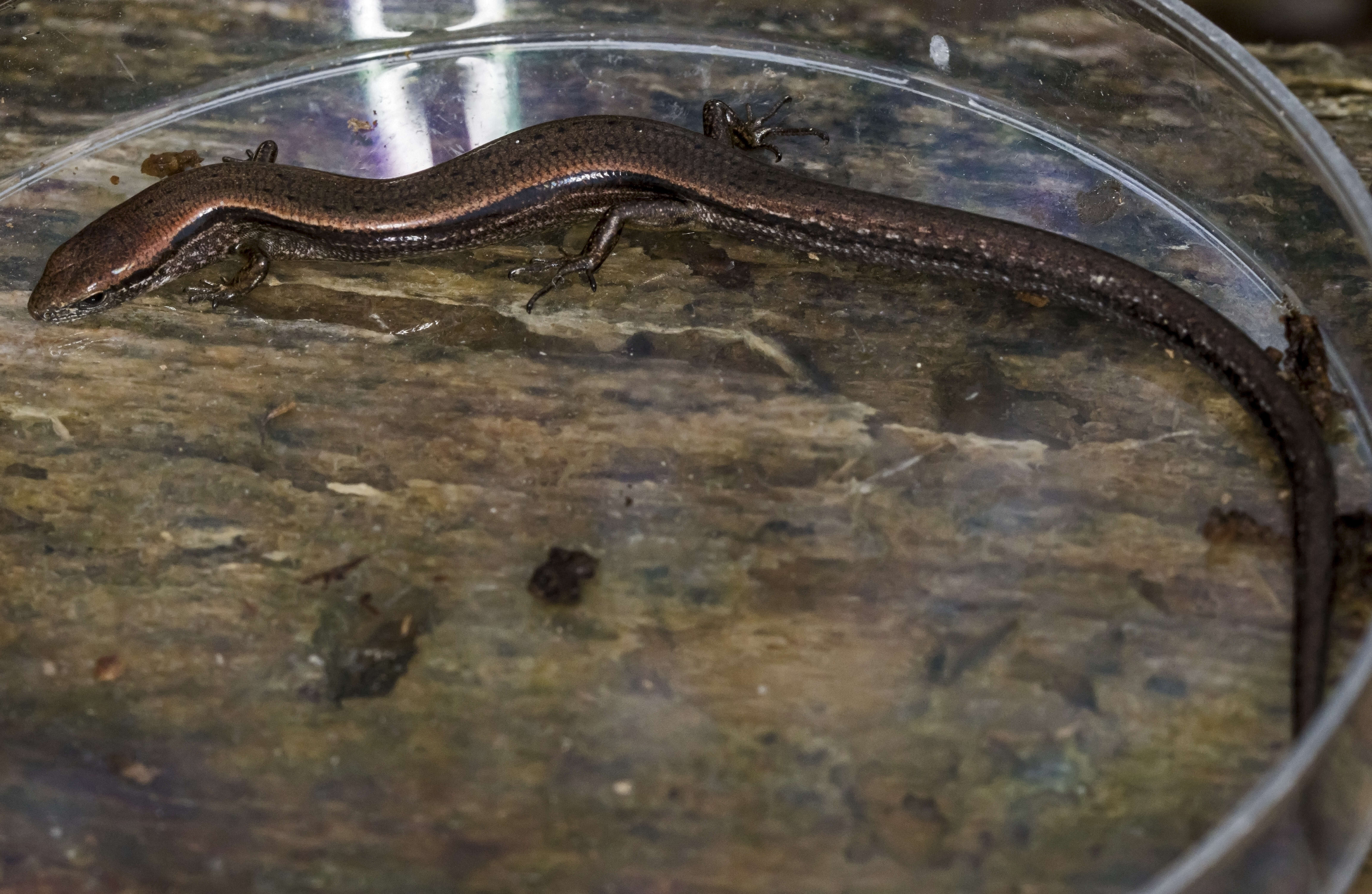 Image of Ground Skink