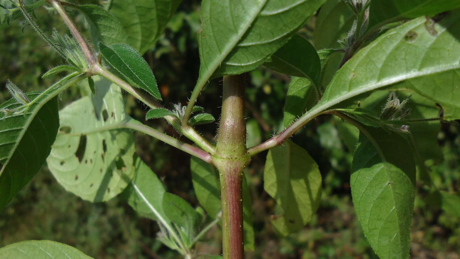 Image of Ruellia paniculata L.