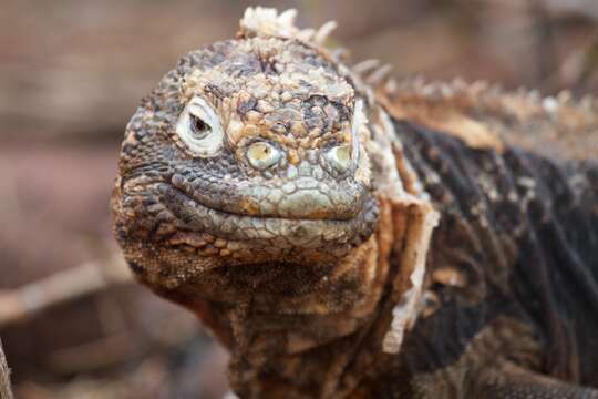 Image of Galapagos Land Iguana