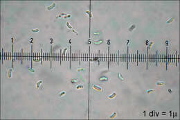 Image of Plicaturopsis