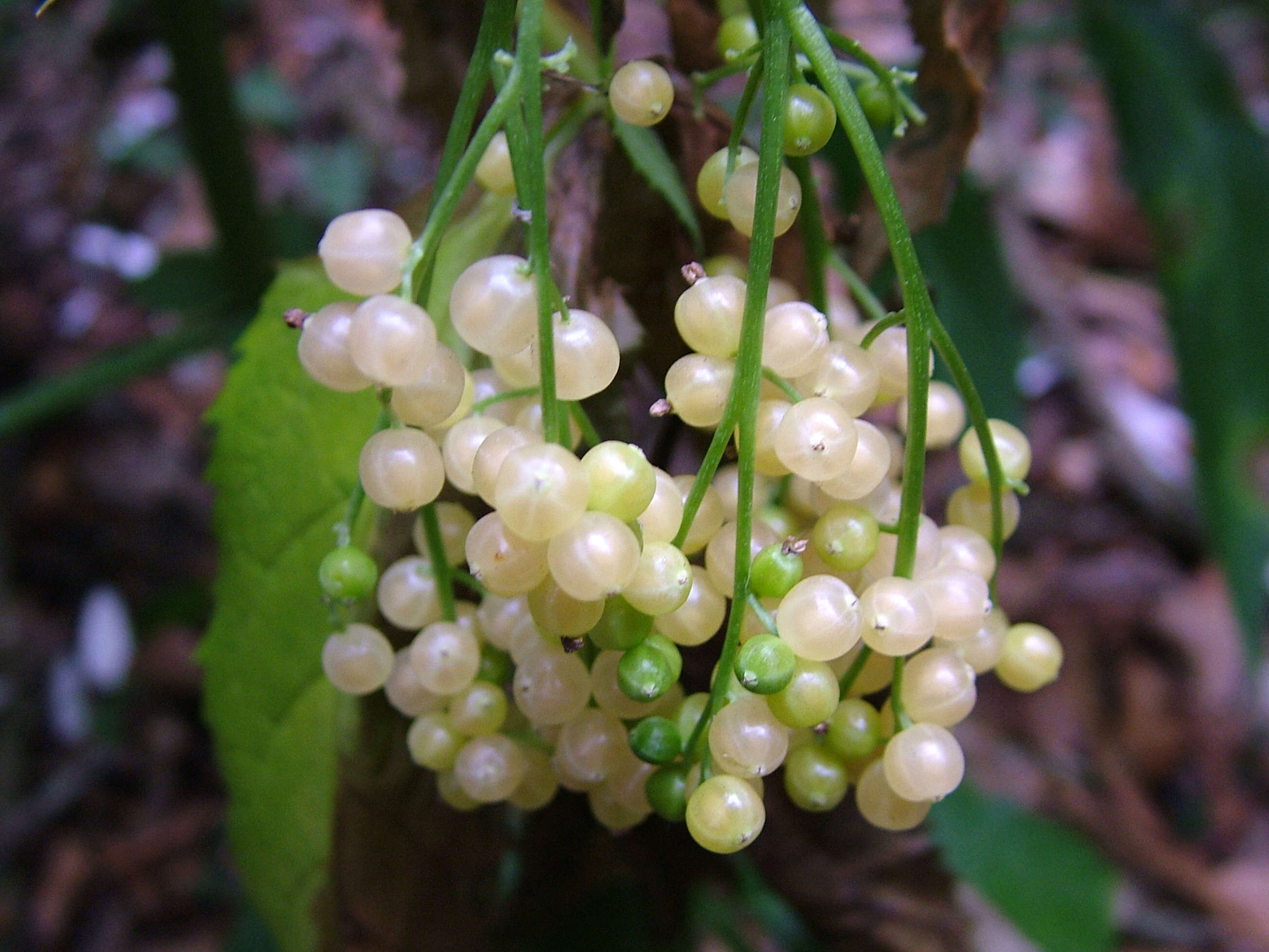 Image of Sambucus gaudichaudiana DC.