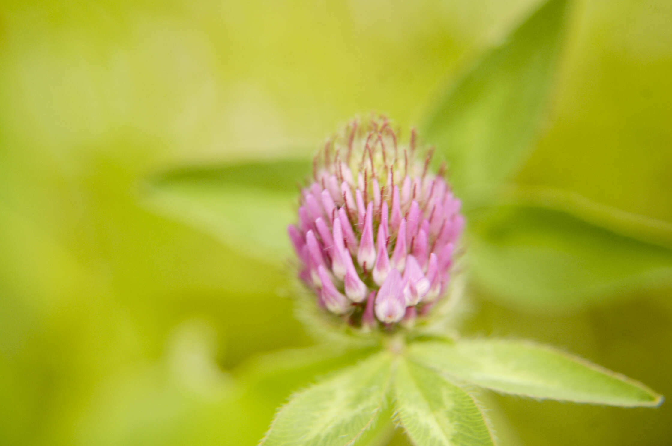 Image of Red Clover