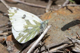 Image of Checkered Whites