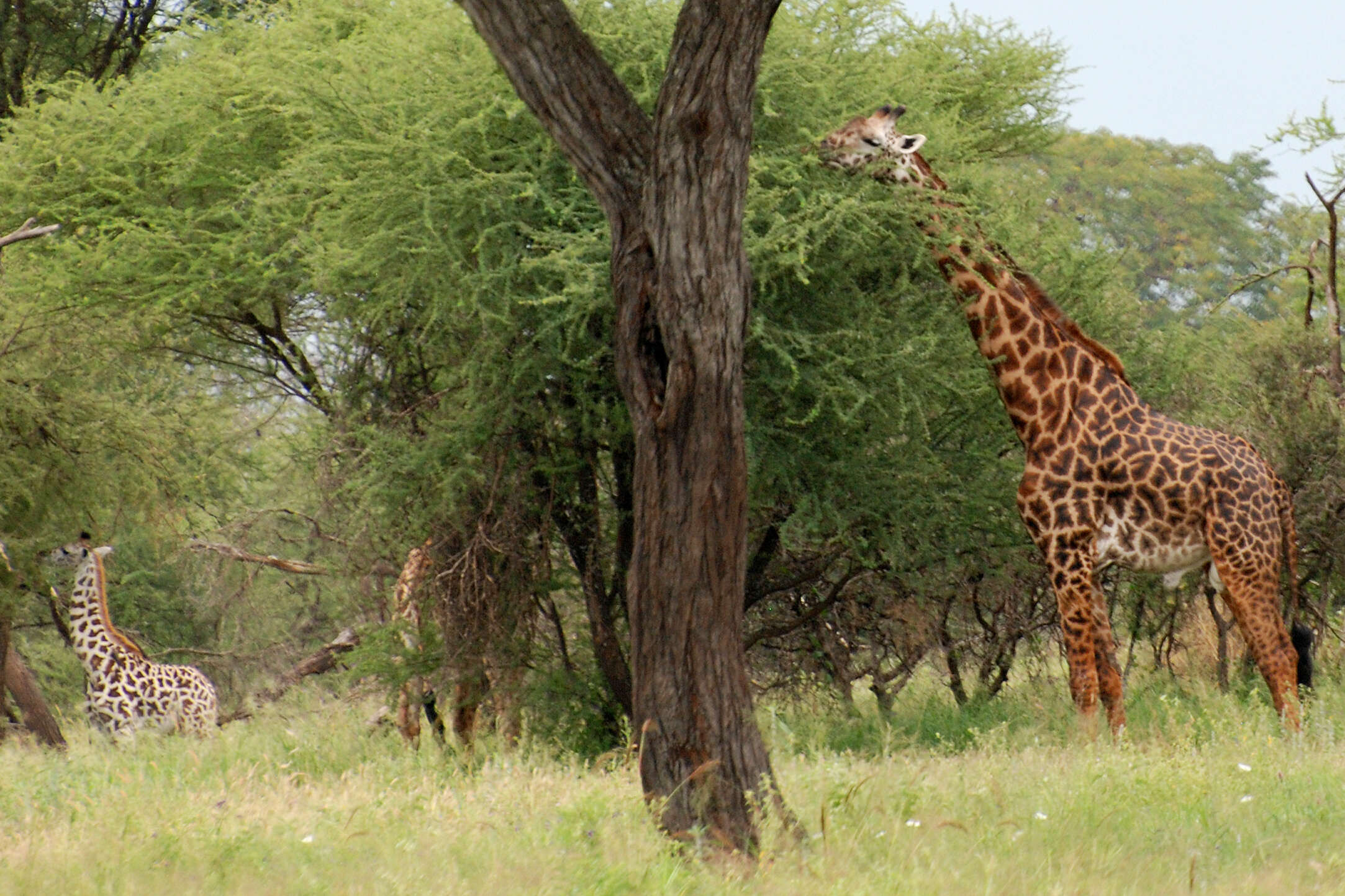 Image of Giraffes