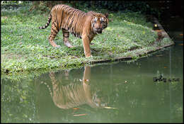 Imagem de Tigre-de-sumatra