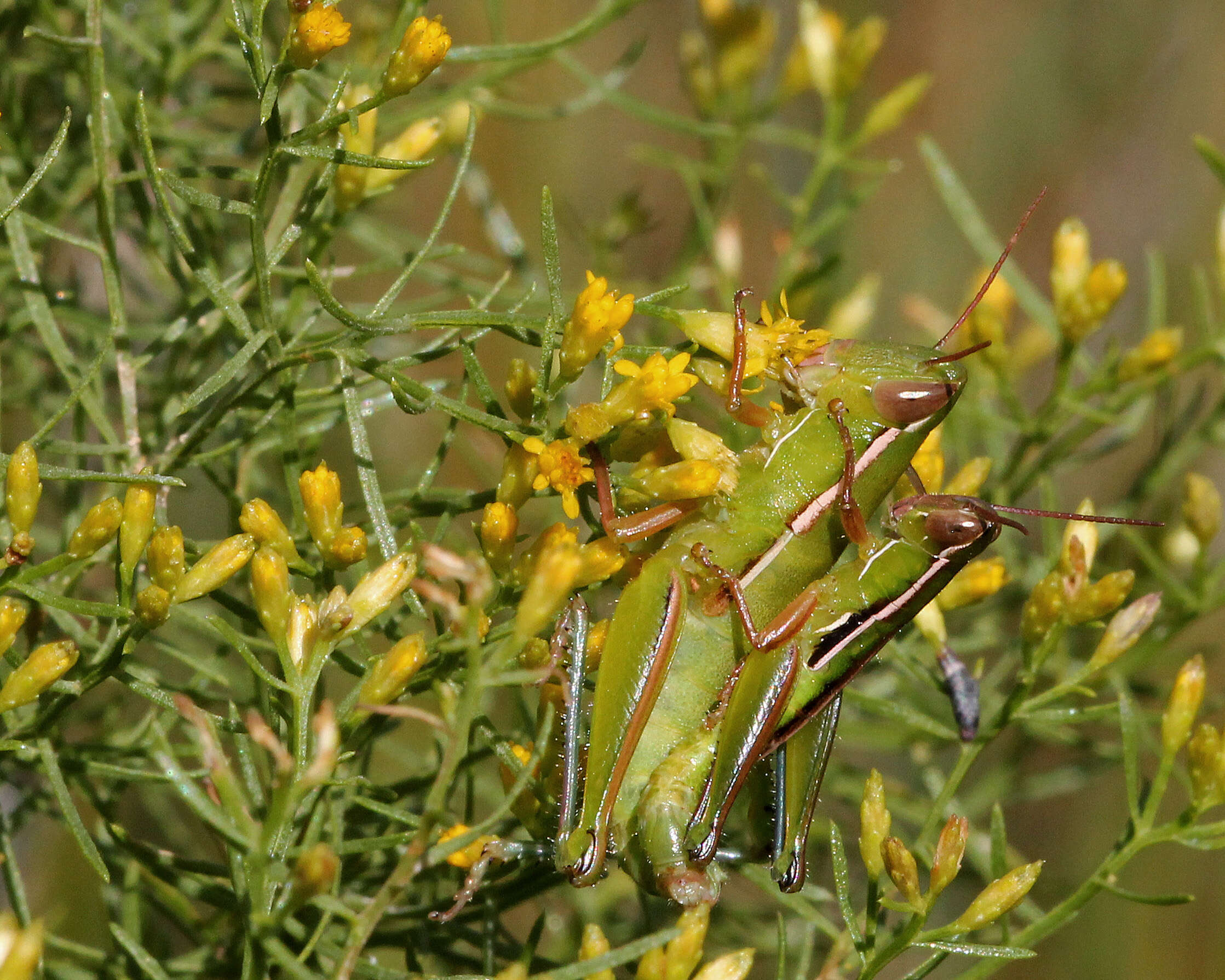 Image of Slender Goldentop