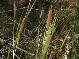 Image of Bulrush