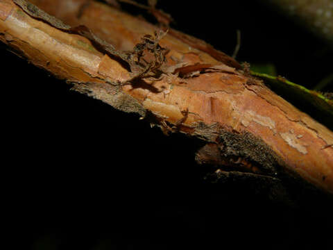 Image de Tetracera hydrophila Triana & Planch.