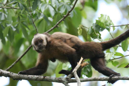 Image of Guianan Brown Capuchin