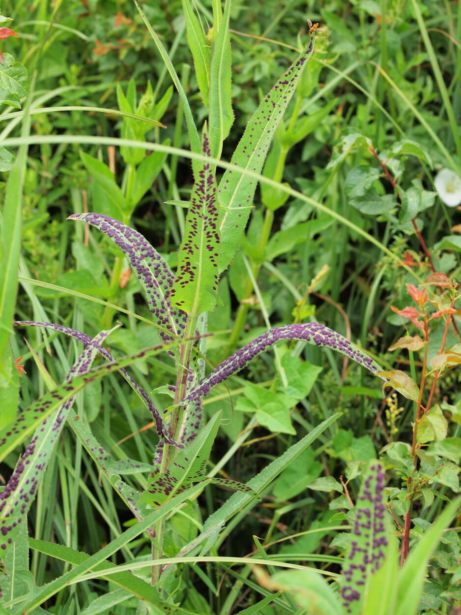 Image de Sonchus