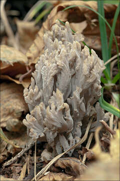 Image of Clavulinaceae